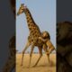 Lion Regrets Attacking Giraffe — Giraffe vs Lion Fight
