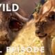 Lion vs. Cape Buffalo: When Prey Fights Back | Lion Battle Zone (Full Episode) | Nat Geo Animals
