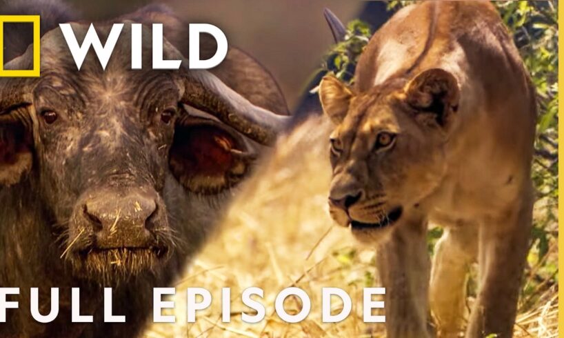 Lion vs. Cape Buffalo: When Prey Fights Back | Lion Battle Zone (Full Episode) | Nat Geo Animals