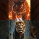 Lion vs Wild Animals (Tiger, Lion, Leopard, Bear)