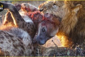 Lions’ Tragic Encounters with Deadliest Predators on Savannah | Animal Fighting