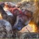 Lions’ Tragic Encounters with Deadliest Predators on Savannah | Animal Fighting