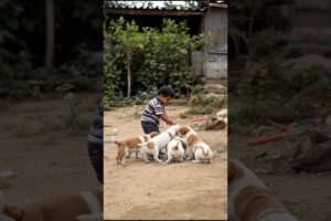 Little Baby Playing With Cute Puppies #puppy #cute #pets #funny #dog #viral #shorts