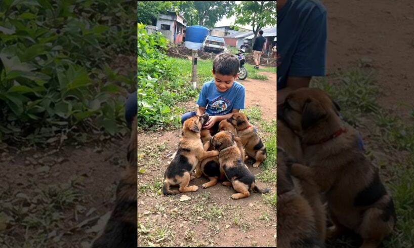 Little Boy Playing With Cute Puppies #puppy #cute #pets #funny #dog #viral #shorts