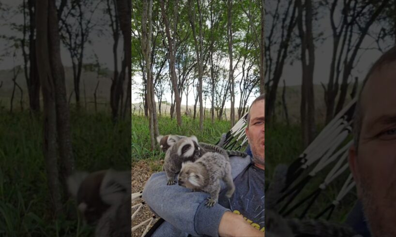 Macaco sagui brincando na rede. #shots