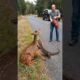 Man Rescues Fawn from deadly Lizard Near Road