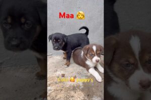 Mari Maa Ke Barabar Koi Nahi 🫢🐶 | Cute Puppies Love ❤️ | #dog #dogshorts #pets