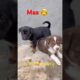 Mari Maa Ke Barabar Koi Nahi 🫢🐶 | Cute Puppies Love ❤️ | #dog #dogshorts #pets