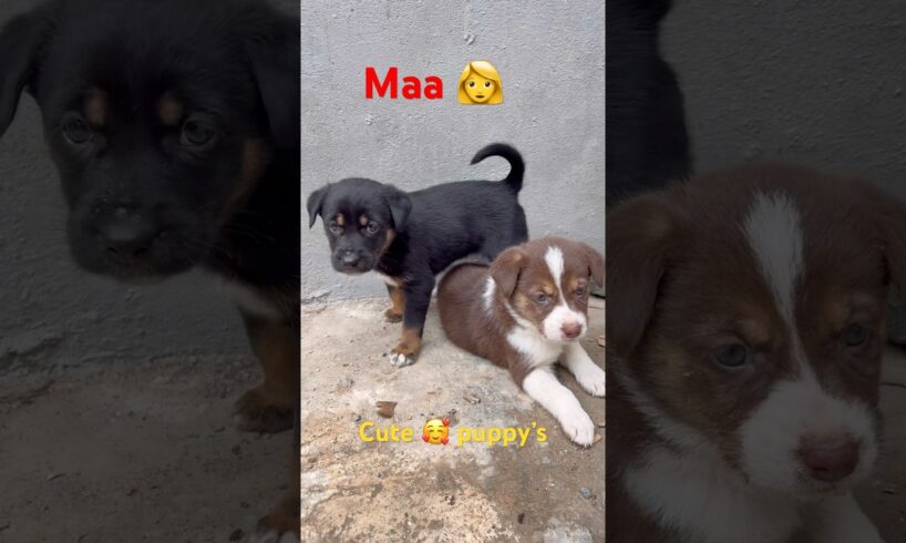 Mari Maa Ke Barabar Koi Nahi 🫢🐶 | Cute Puppies Love ❤️ | #dog #dogshorts #pets