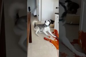 Max! What have you done? #cute #funny #pets #dog #cat #cat #funny #cute #animals #cat #dog #Max #Mia