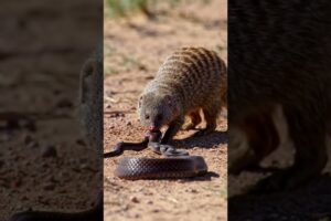 Mongoose vs Black Mamba: Mother’s Deadly Fight for Her Babies! 🐍🔥