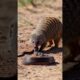 Mongoose vs Black Mamba: Mother’s Deadly Fight for Her Babies! 🐍🔥