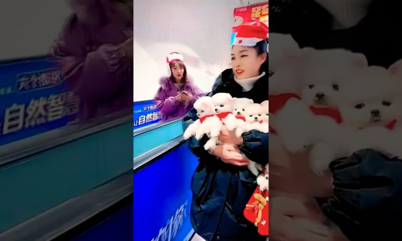 Most Cutest Puppies 😍