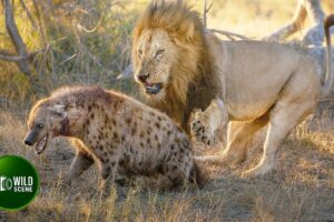 Most Incredible Fights of Lion and Hyena Ever Caught on Camera | Animal Fights
