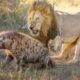 Most Incredible Fights of Lion and Hyena Ever Caught on Camera | Animal Fights