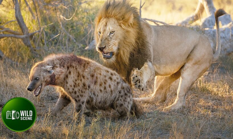 Most Incredible Fights of Lion and Hyena Ever Caught on Camera | Animal Fights