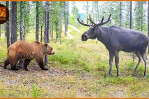 Most Terrifying Grizzly Bear Attacks Ever Recorded | Wild Animals