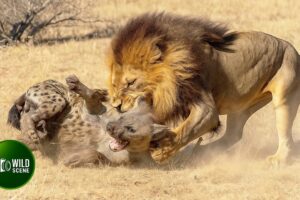 Most Terrifying Lion Attacks on Earth Ever Recorded | Animal Fights