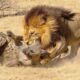 Most Terrifying Lion Attacks on Earth Ever Recorded | Animal Fights