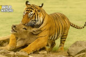 Most Unbelievable Tiger Attacks Ever Caught on Camera | Animal Fights
