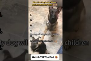Mother Dog Disciplines Her Puppy 😂🐶 | Funniest Animal Parenting Moments