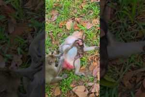 Mother sleeps and lets her child play on top.#monkey #Animals And #Pets