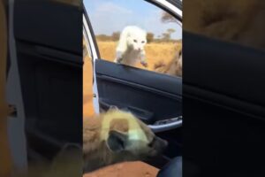 Mother white Cat Saves Her Cubs frome hyenas #rescue #rescueanimals #rescuecat