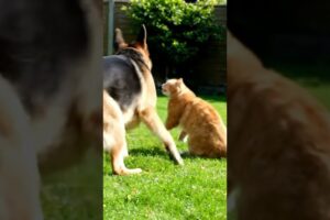 My German shepherd dog &cat Playing #germanshepheard #animals #cuteanimal #cutecat #cat #pets