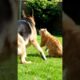 My German shepherd dog &cat Playing #germanshepheard #animals #cuteanimal #cutecat #cat #pets