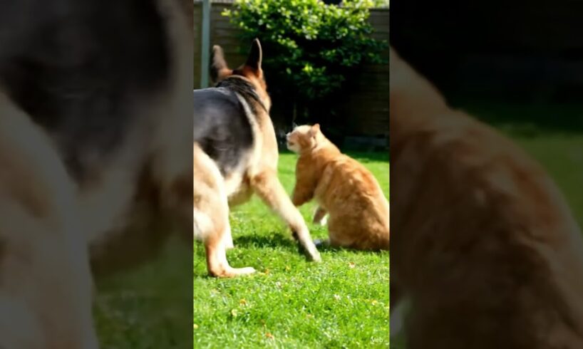 My German shepherd dog &cat Playing #germanshepheard #animals #cuteanimal #cutecat #cat #pets