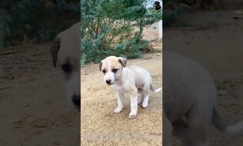 My cute puppies are playing #labradorretriever #asmar #pets #ytshorts #cute #puppies #adorabledog
