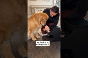 My dog learns to play piano!