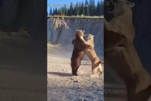 Nature’s Combatants: Intense Wild Animal Fights #wildlife  #animals #wildlifewars #naturebattles