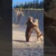 Nature’s Combatants: Intense Wild Animal Fights #wildlife  #animals #wildlifewars #naturebattles