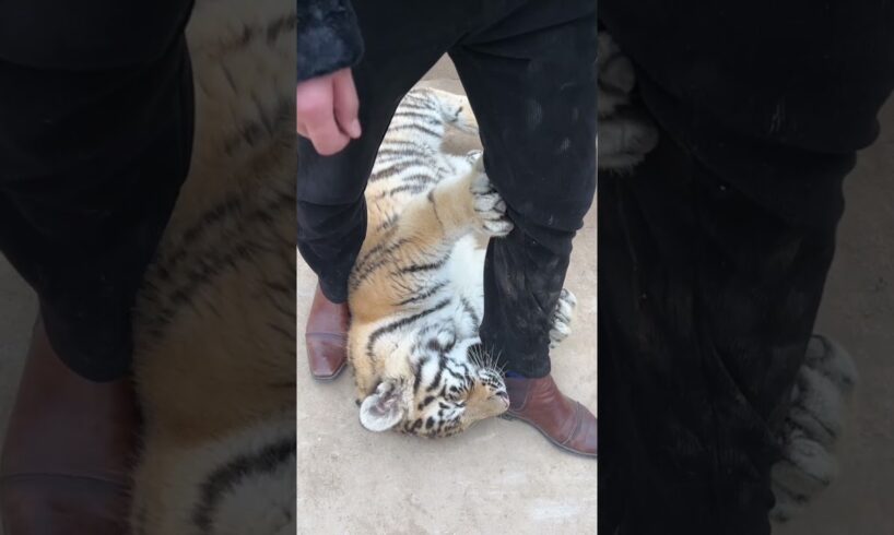 Naughty Tiger Just want to Play 😱😳