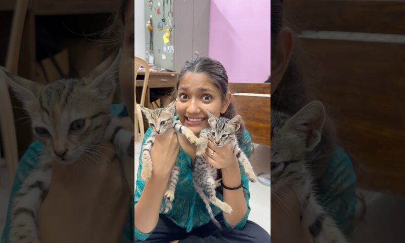 Naye mehmaan ♥️ | Cat rescue 😱 | #shorts #minivlog #cat