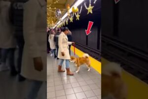 New Year Tragedy — Cat, Dog, Owner. #dog #rescue #animalrescue #pets