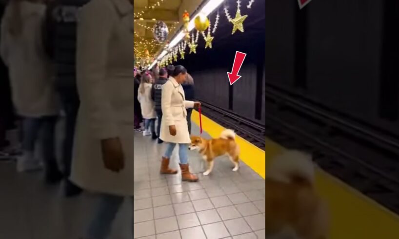 New Year Tragedy — Cat, Dog, Owner. #dog #rescue #animalrescue #pets