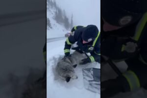 Officer Rescues Stranded Husky During Snowstorm ❄️🐾