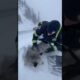 Officer Rescues Stranded Husky During Snowstorm ❄️🐾