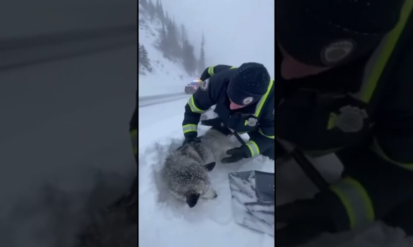 Officer Rescues Stranded Husky During Snowstorm ❄️🐾