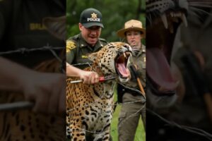 Officers Rescue Snarling Leopard Trapped in Barbed Wire