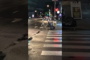 PHILLY STREET FIGHTS 🤛🏾