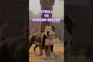 PITBULL VS GORDON #dog #shorts #pitbullfacts #pitbull #amazingfacts #facts #fact #knowledge