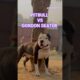 PITBULL VS GORDON #dog #shorts #pitbullfacts #pitbull #amazingfacts #facts #fact #knowledge