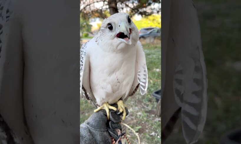 Peregrine falcon #falconry #falcon #peregrinefalcon #birds #wildlife #animals #explore #adventure