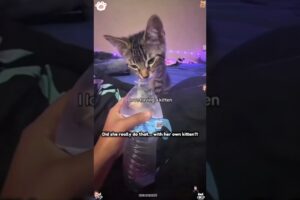 Play with your cat🙀😹 #catlovers#funnycats  #cat# #pets #animals