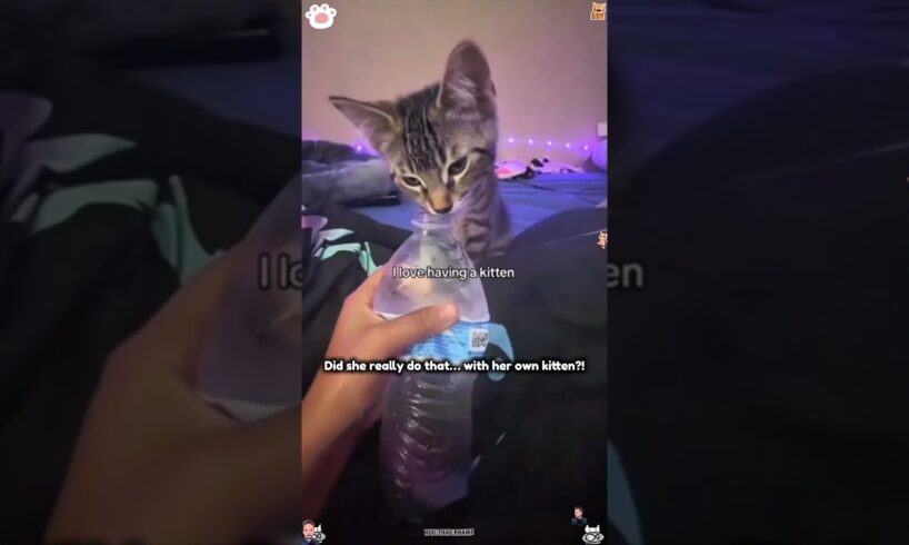 Play with your cat🙀😹 #catlovers#funnycats  #cat# #pets #animals