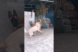 Playing #dog #doggielife #dogfunny