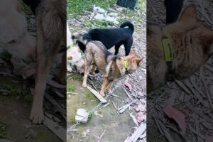 Playing together #dogs #dogshorts #dogslife